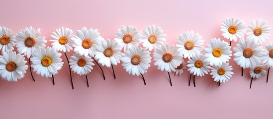Wall Mural - a delightful copy space image of isolated daisy flowers on a plain background