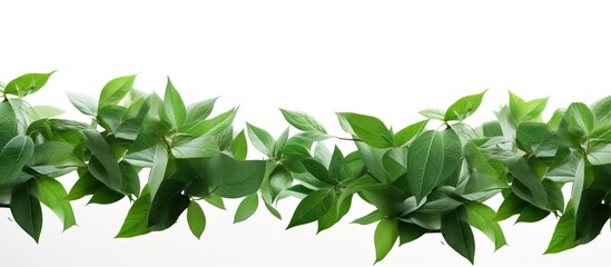 Wall Mural - leaves against a white background providing ample copy space for text or images