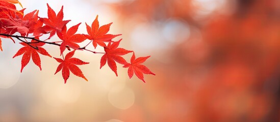 Wall Mural - closeup of red maple leaves on branches creating a beautiful autumn backdrop with a shallow depth of