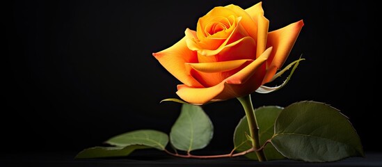 Wall Mural - there is a copy space image featuring a stunning fresh rose in vibrant hues of orange and yellow set