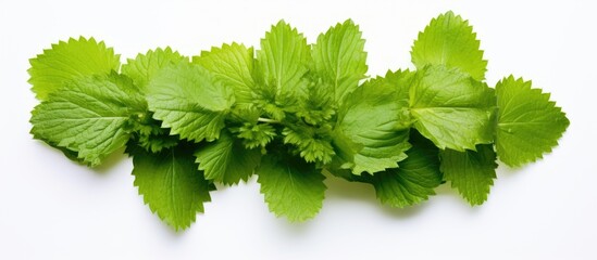 Wall Mural - a cluster of lime colored lemon balm leaves featured in a copy space image set against a white backd