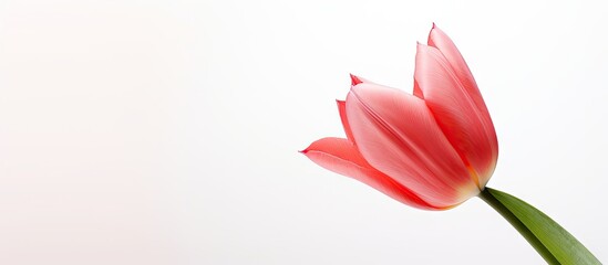 Wall Mural - a close up copy space image featuring a beautiful tulip flower against a clean white backdrop