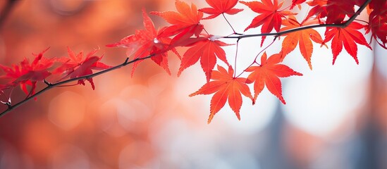 Wall Mural - closeup of red maple leaves on branches creating a beautiful autumn backdrop with a shallow depth of