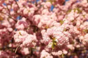 Wall Mural - Beautiful blossoming sakura tree with pink flowers outdoors, space for text. Spring season