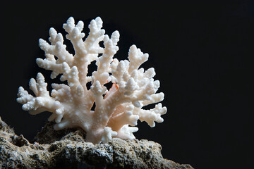 Wall Mural - coral isolated on black 