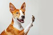 © Zunaira - Adorable brown and white basenji dog smiling and giving a high five isolated on white
