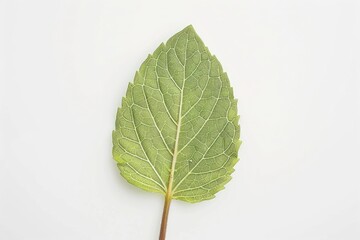 Wall Mural - Fresh mint leaves with detailed veins isolated on white background