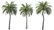 © Diem - set of palm tree cut out