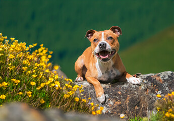 Canvas Print - staffordshire bull terrier