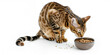© DeepMind - Bengal Cat Eating Food From Bowl Against White Background