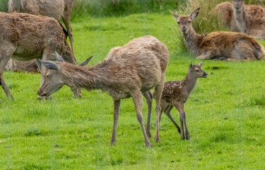 Wall Mural - Herd of female red deer with a Bambi 