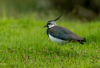 Wall Mural - Close up of a beautiful lapwing bird on the grass