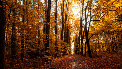 Wall Mural - Autumn forest path. Orange color tree, red brown maple leaves in fall city park. Autumn forest on a sunny day.