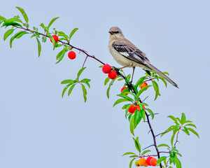 Wall Mural - Mockingbird Perching on Plum Tree Branch with Ripe Plums