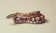 © TheoTheWizard - Boa constrictor on neutral background