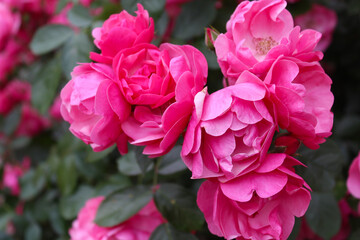 Wall Mural - pink rose bush, floral background of pink roses, flowers pink rose with fresh green leaves, beautiful blooming flowers, close up view