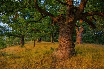 Wall Mural - Massive tree trunk. Landscape of an old oak trees in the forest in the early morning. Old oak trees in forrest