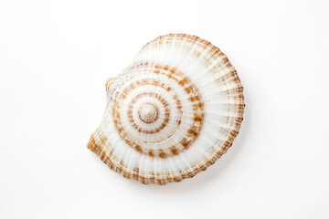 Single seashell on white background