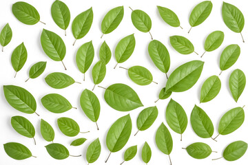 Poster - Green leaves pattern on white background