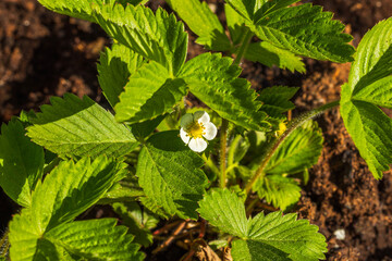 Wall Mural - Close-up of strawberry plants flowering in the garden bed.