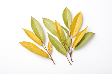 Wall Mural - Dried leaves on a white background