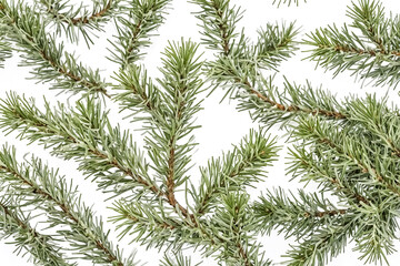 Poster - Green Pine Sprigs on White Background