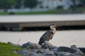 Blue Heron on the Rocks with Houses in Background