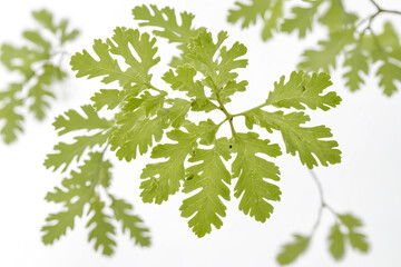 Wall Mural - Green Oak Leaves Against a White Background