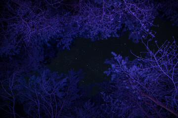 Wall Mural - Pine trees in the night sky at forest. Beautiful night in wild forest.