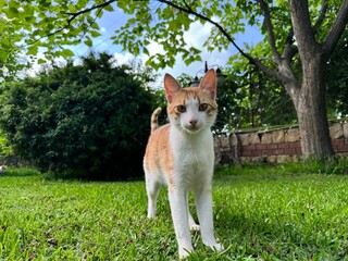 Ginger tabby young cat in green garden, close-up, soft selective focus