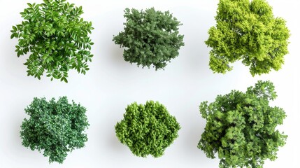 Top View of Diverse Green Trees, Generative AI