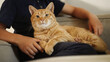 © Strelciuc - A cozy ginger cat peacefully lounging on a persons lap