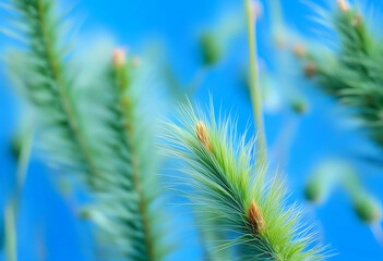 Wall Mural - Close-Up of Prickly Grass in Stunning Blue