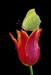 Aufkleber - Bright yellow butterfly on a red tulip flower in water drops isolated on black. Brimstones butterfly.