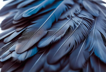 Black Feather Close-Up