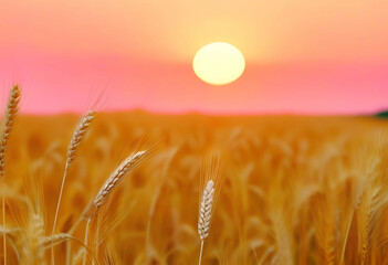 Canvas Print - Wheat field on a soft pink sunset background. Concept: how fragile this world is