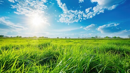 Poster - Fresh green grass and bright blue sky banner morning sunlight. Beautiful nature closeup field landscape with Abstract panoramic natural plants, spring summer bright botany meadow grass banner