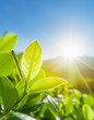 Beautiful defocused spring summer natural background with fresh lush foliage and bokeh in nature. beautiful sun and blue sky 