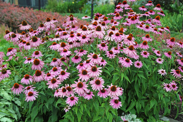 Sticker - Bush of coneflowers - Echinacea - park in Quebec City, Canada