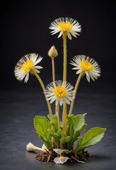 Sticker - White and Yellow Flower with Black Background