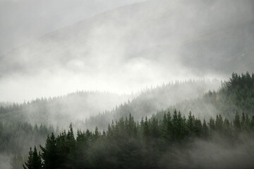 Mist rolls in over a pine plantation