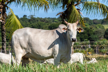 Wall Mural - Herd of Nelore cattle grazing in a pasture on the brazilian ranch