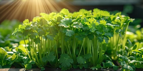 Wall Mural - Lush garden bed with fresh green cilantro basking under bright sunlight, showcasing vibrant foliage ideal for garnishing and enhancing culinary dishes