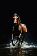 Wall Mural - Running horse, Realistic images of wild animal