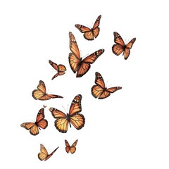 beautiful monarch butterfly illustration  isolated on a white background