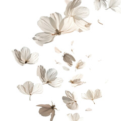 Wall Mural - Petal flowers flying in the air in spring season isolated white on background