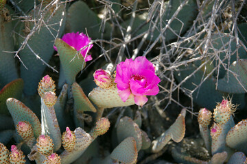 Canvas Print - Colorful blooming wild desert cactus