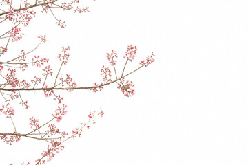 Wall Mural - Phaya suae flower or sakura flower in Thailand