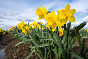 Wall Mural - Happy spring, celebrating with classic bright yellow daffodil flowers growing in a field after recent rains, Skagit County, Washington State
