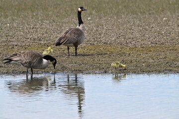 Wall Mural - Canada goose family